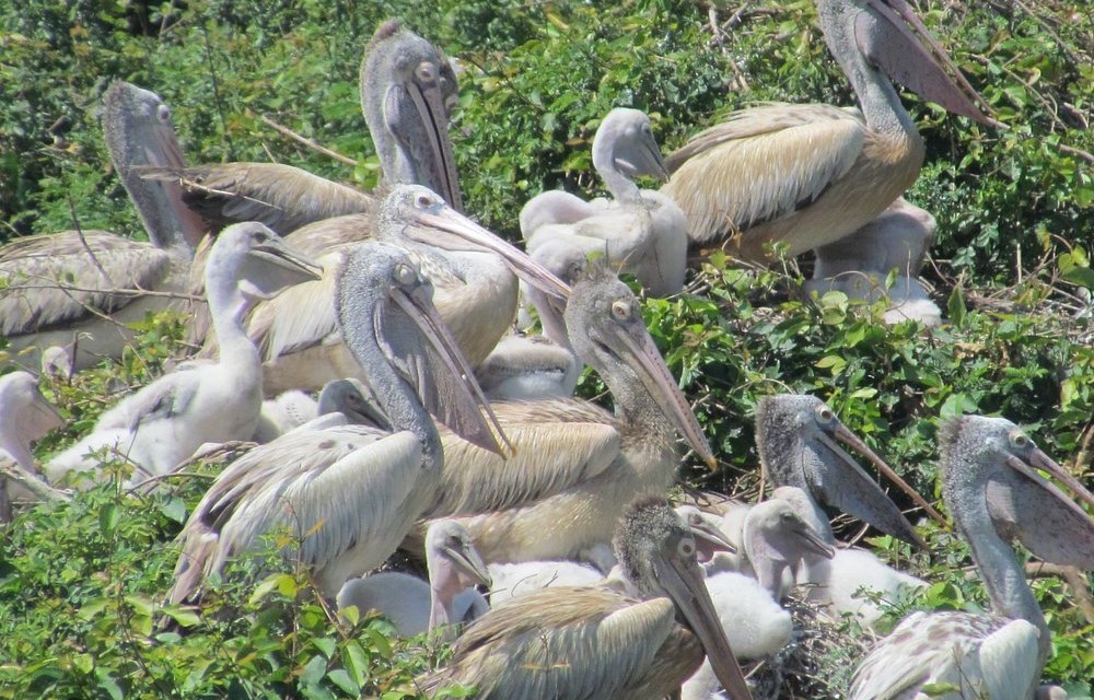 Sudha Grand Guest Inn at Nelapattu Bird Sanctuary