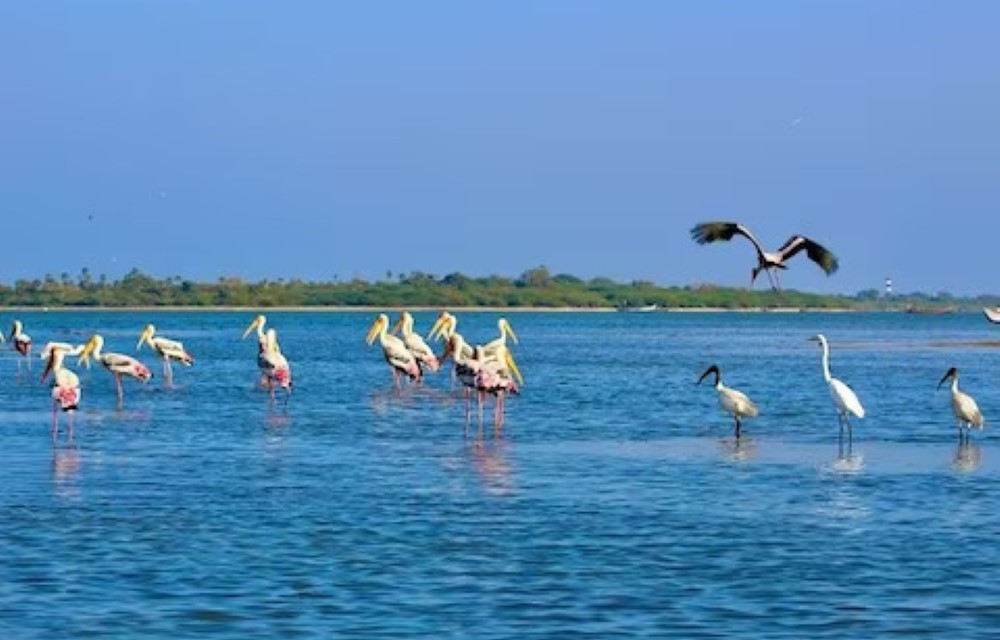 Sudha Grand Guest Inn at Pulicat Lake
